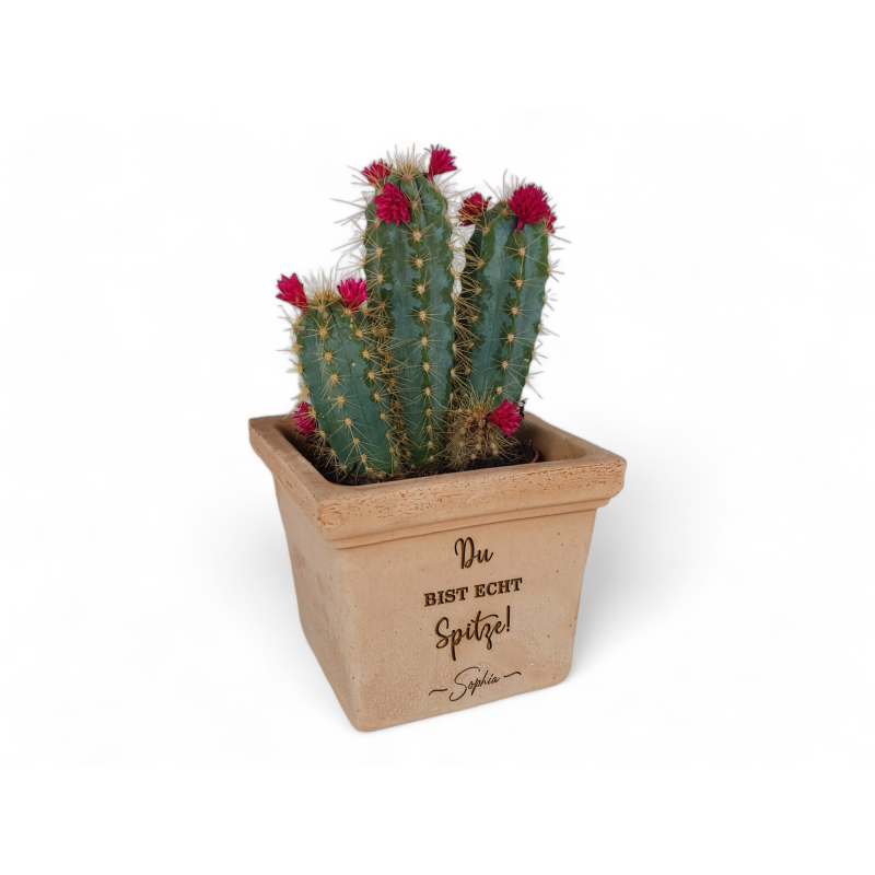 KAKTUS BLUMENTOPF TERRACOTTA Spitze! Geschenk zum Geburtstag Freundschaft  Danke Mama Muttertag Pflanztopf Personalisiert Lustig
